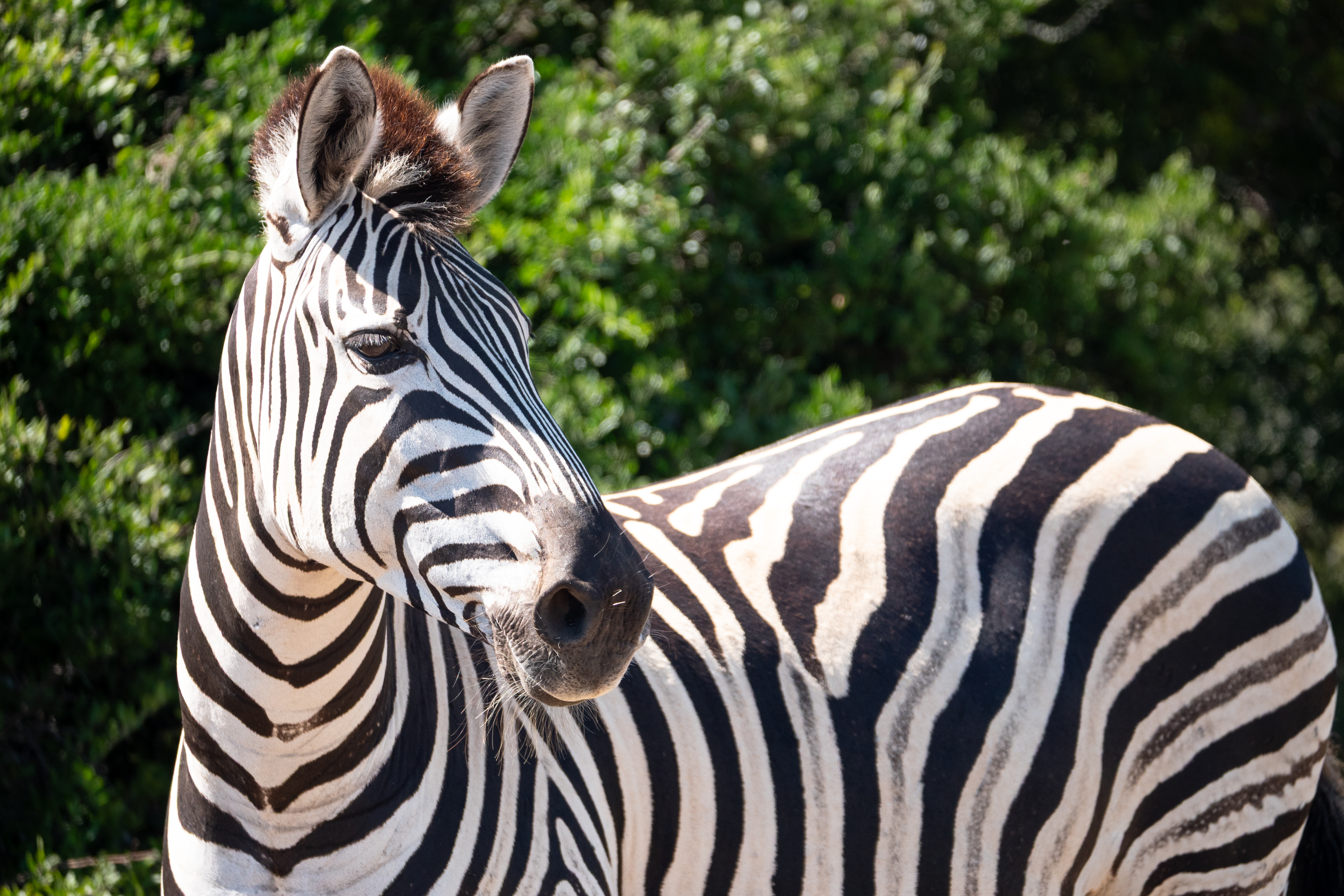 Burchell's Zebra